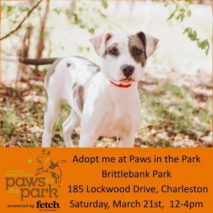 A Antonio Aka Tony thumbnail 2