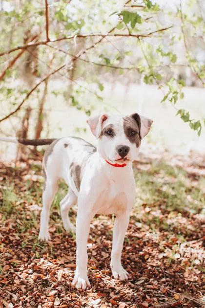 A Antonio Aka Tony thumbnail 3