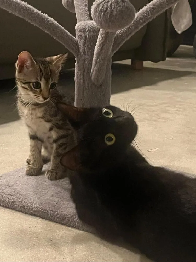 A baby small-sized male Brown / Chocolate Domestic Short Hair cat named Oliver for adoption in Hudson, NH