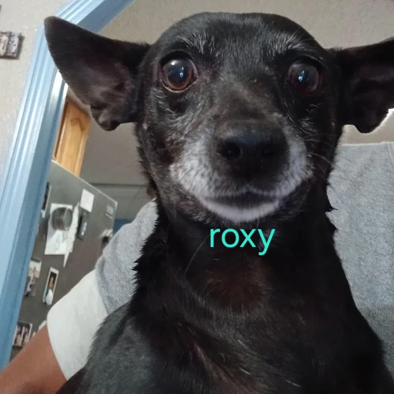 Roxy thumbnail 2