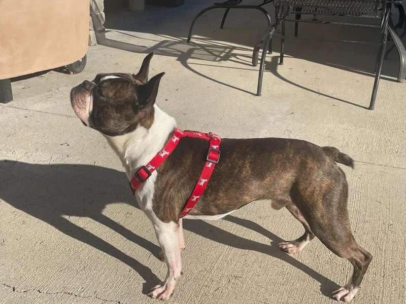 A young small-sized male Boston Terrier dog named George in ID for adoption in Elkhorn, NE