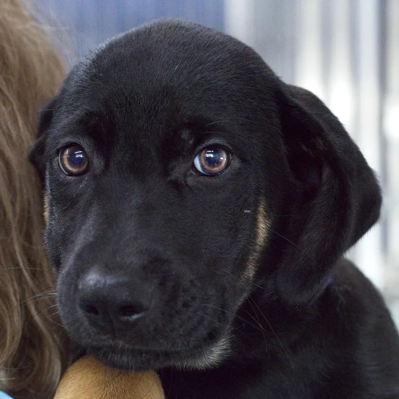 A baby small-sized female Black Rottweiler dog named Dory for adoption in South Elgin, IL