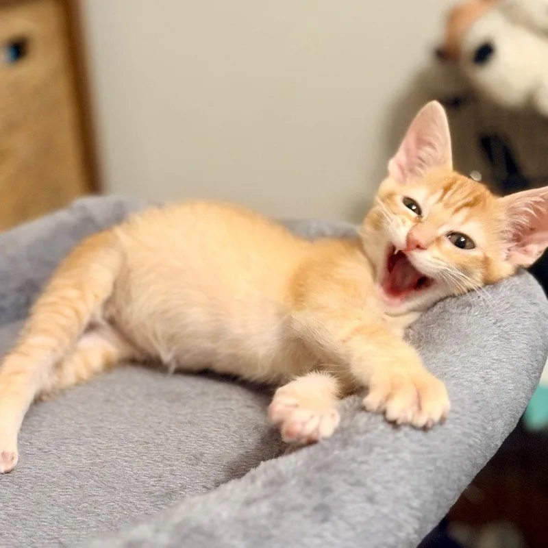 A baby medium-sized male Orange / Red Domestic Short Hair cat named Chandler for adoption in Dallas, TX