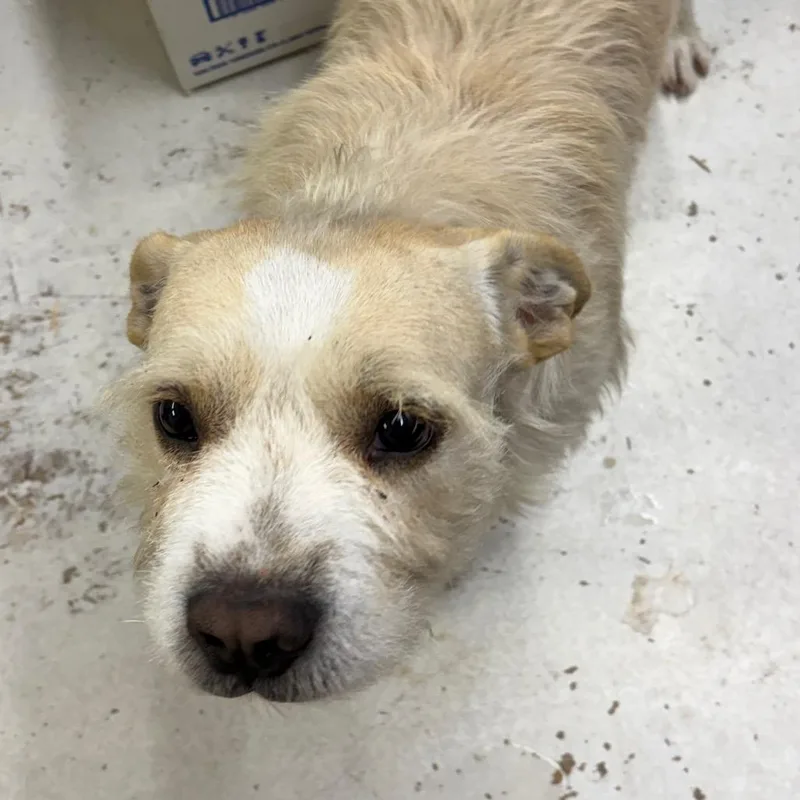 An adult medium-sized male White / Cream Schnauzer dog named Whiskey for adoption in Laredo, TX