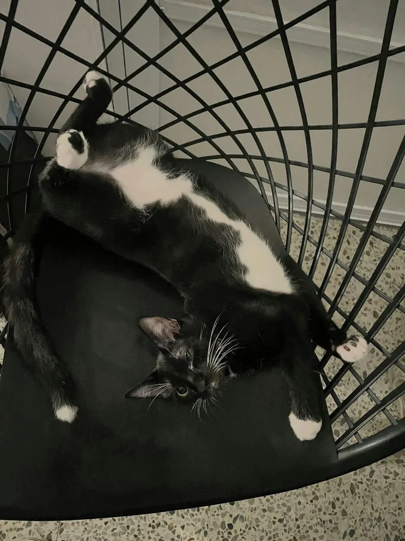 A young medium-sized male Black & White / Tuxedo Domestic Short Hair cat named Rocco for adoption in New York, NY