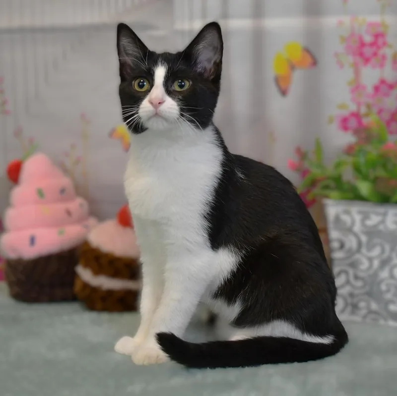 A baby small-sized female Domestic Short Hair cat named Mocha for adoption in Roanoke, TX