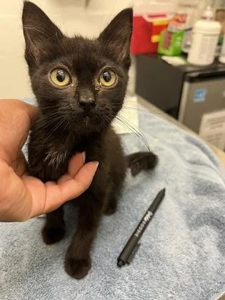 A baby small-sized female Domestic Short Hair cat named Sponge cake for adoption in Seattle, WA