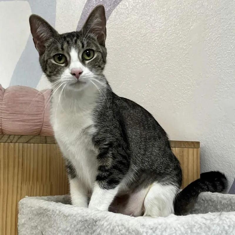 An adult small-sized female Gray / Blue / Silver Domestic Short Hair cat named Emily for adoption in Yucca Valley, CA