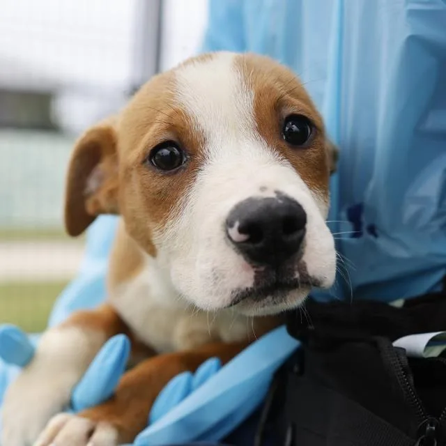 A baby small-sized male American Staffordshire Terrier dog named Mango for adoption in San Antonio, TX