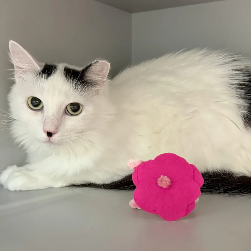 An adult medium-sized female White Domestic Medium Hair cat named Dallas for adoption in Columbus, OH