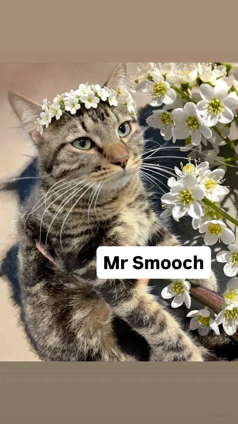 A young medium-sized male Domestic Short Hair cat named Mr Smooch At Martinez for adoption in Walnut Creek, CA