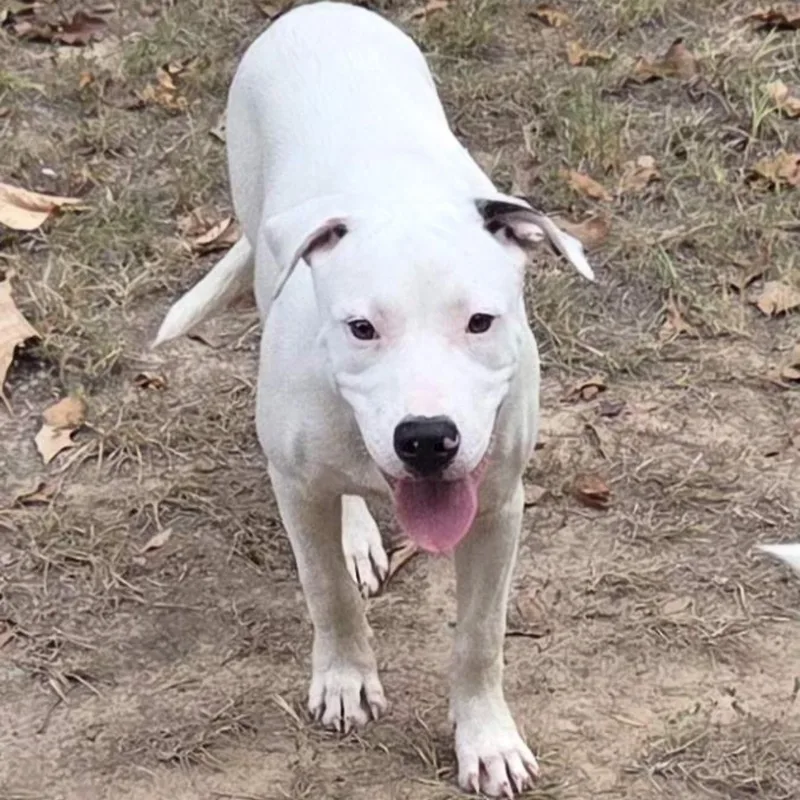 A young medium-sized male Australian Cattle Dog / Blue Heeler dog named Powder for adoption in Queen City, TX
