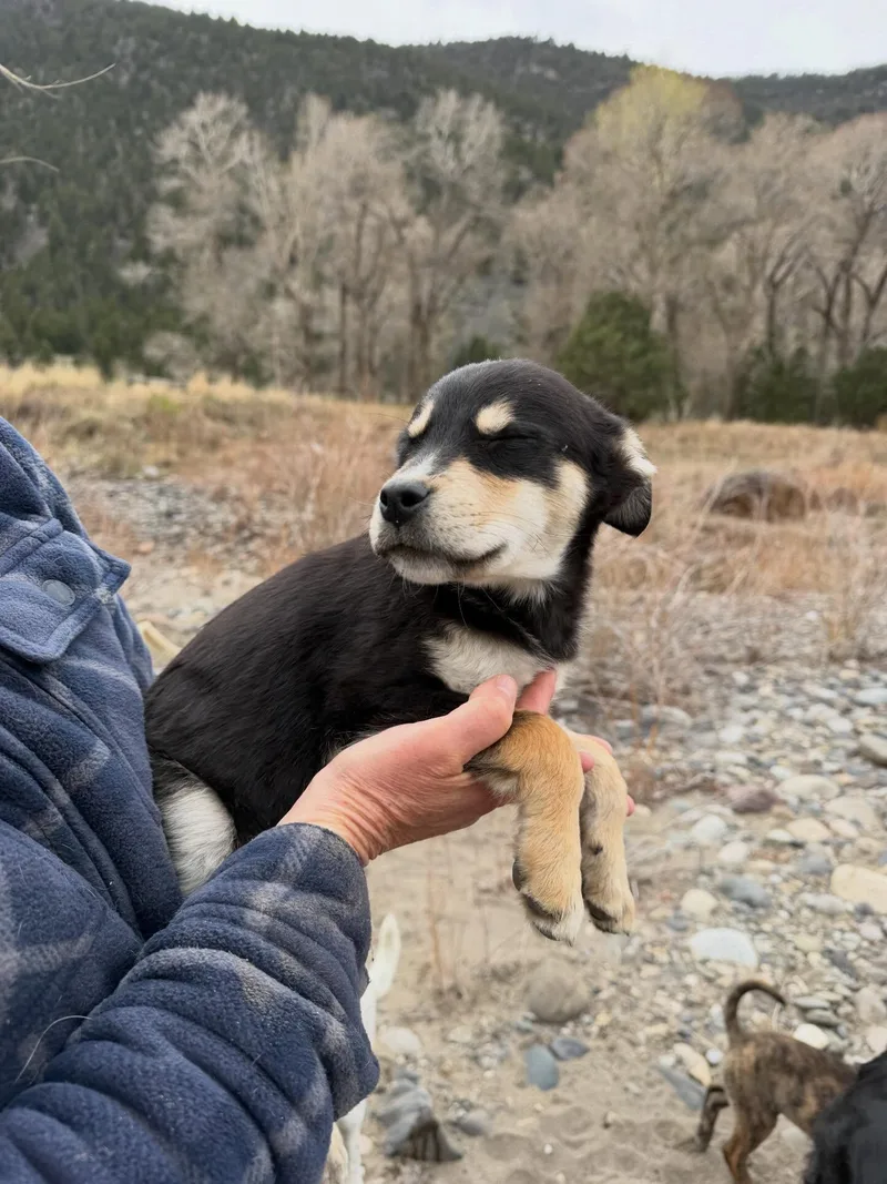 A baby small-sized female Mixed Breed dog named Lavender for adoption in Wilsall, MT