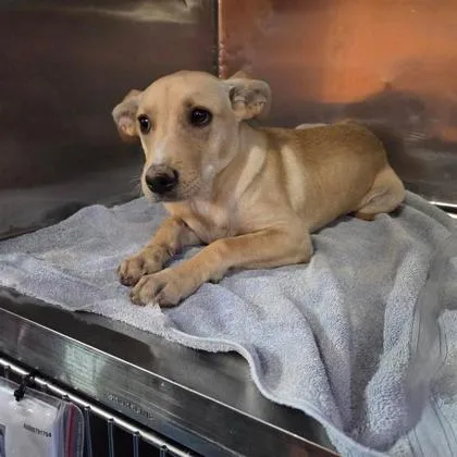 A baby medium-sized female Yellow / Tan / Blond / Fawn Shepherd dog named 60808344 for adoption in El Paso, TX