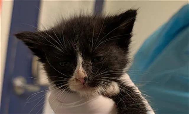 A baby small-sized male Domestic Short Hair cat named Panda for adoption in Bakersfield, CA