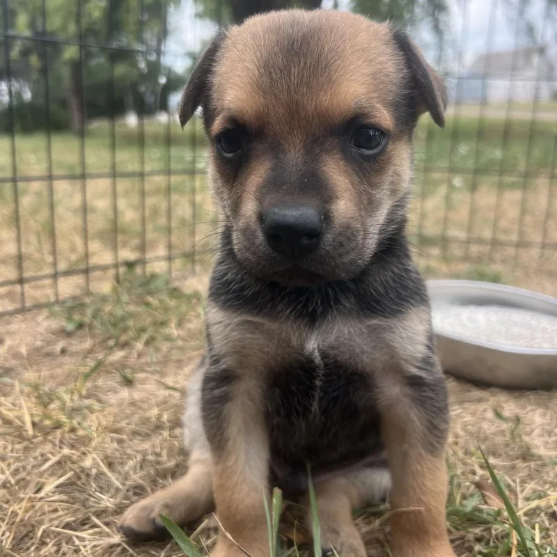 A baby small-sized male Mixed Breed dog named Tucker for adoption in Bismarck, ND