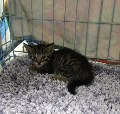 A baby small-sized male Domestic Short Hair cat named Stormi for adoption in Gainesville, FL