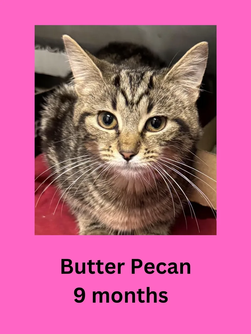 A young medium-sized female Tabby (Brown / Chocolate) Domestic Short Hair cat named Butter Pecan for adoption in Ravenna, OH