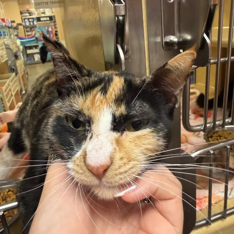 An adult medium-sized female Calico Domestic Short Hair cat named Reba for adoption in Hamburg, NY