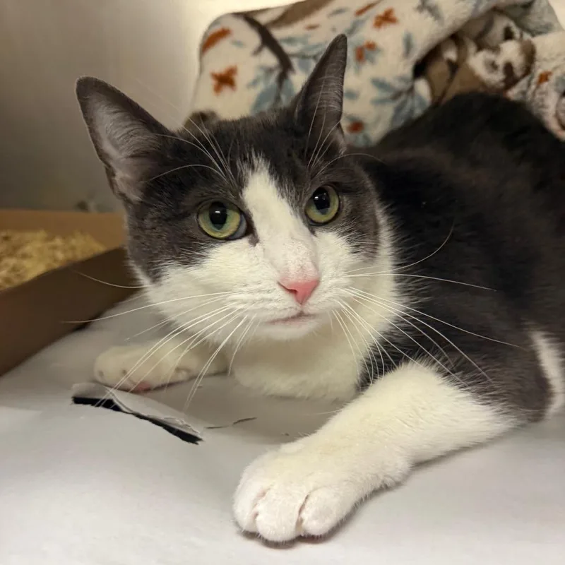 A senior large-sized female Gray / Blue / Silver Domestic Short Hair cat named Luna for adoption in East Hampton, NY