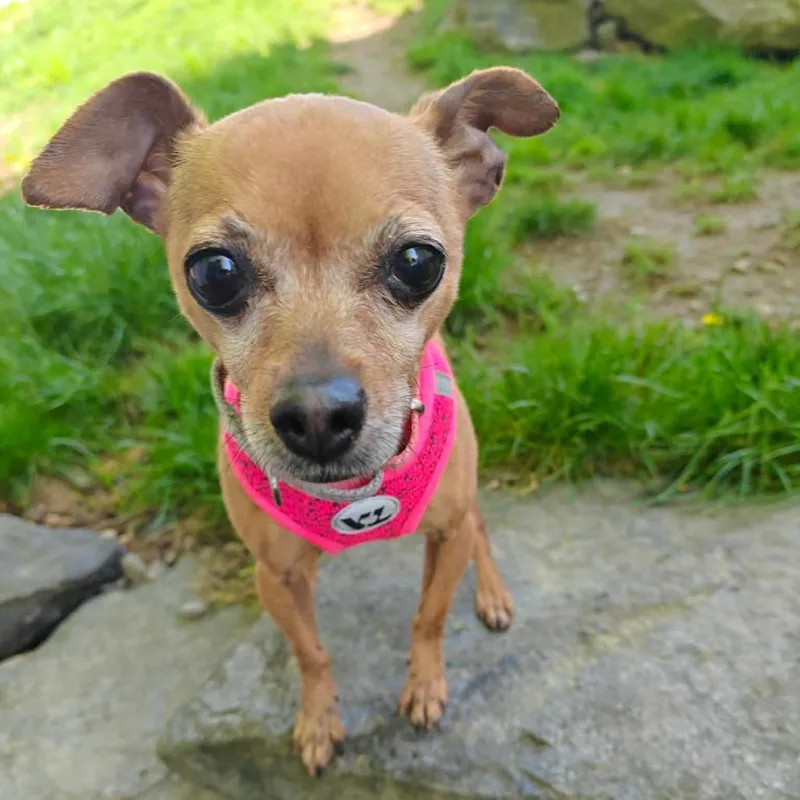 An adult small-sized female Chihuahua dog named Petunia for adoption in Worcester, MA