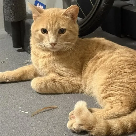 A young medium-sized male Tabby (Orange / Red) Domestic Short Hair cat named Sandy for adoption in Houston, TX