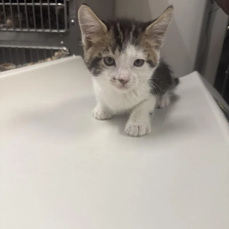 A baby small-sized male Brown / Chocolate Domestic Short Hair cat named Cory for adoption in Henderson, NV