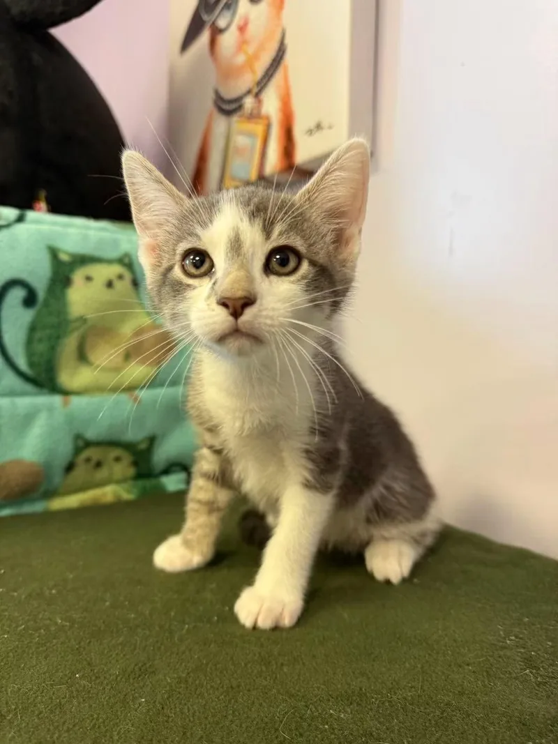 A young small-sized male Gray & White Domestic Short Hair cat named Wasabi for adoption in Freeport, NY