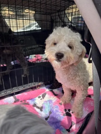 An adult small-sized female Shih Tzu dog named Blueberry for adoption in Atlanta, GA