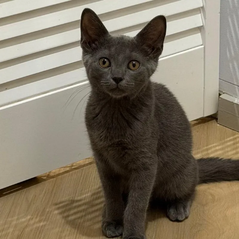A baby small-sized male Domestic Short Hair cat named Miso for adoption in Jupiter, FL