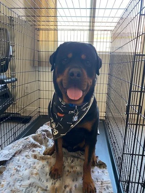 An adult large-sized male Brown / Chocolate Rottweiler dog named Alexander for adoption in Gilbert, AZ
