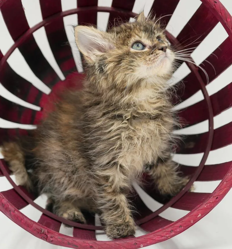 A baby small-sized female Tabby (Brown / Chocolate) Maine Coon cat named Blossom doesn't get any for adoption in Bedford Hills, NY
