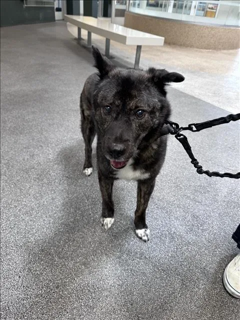 An adult large-sized male Akita dog named Maverick for adoption in Los Angeles, CA