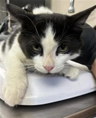 A baby small-sized male Domestic Short Hair cat named A for adoption in Visalia, CA