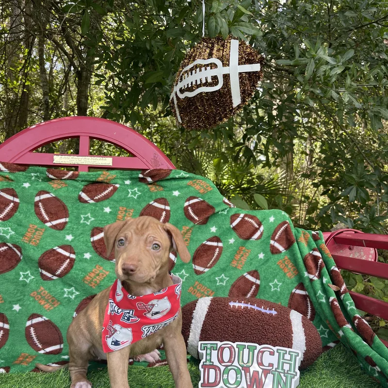A baby medium-sized female American Staffordshire Terrier dog named Ghirardelli for adoption in Sebring, FL