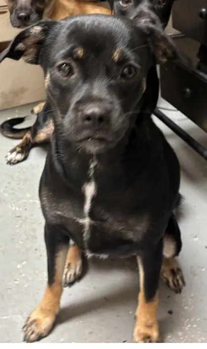 An adult small-sized female Black Terrier dog named Lilo for adoption in Harlingen, TX