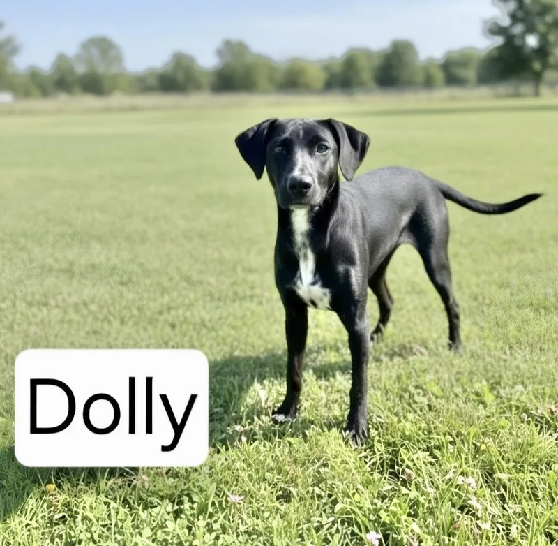 A baby medium-sized female Labrador Retriever dog named Dolly for adoption in Manchester, CT