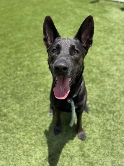 Drako