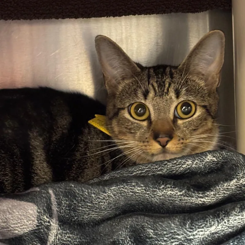 An adult medium-sized female Brown / Chocolate Domestic Short Hair cat named Hollyhock for adoption in Springfield, MA