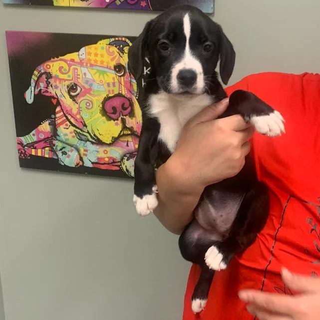 Rose Quartz thumbnail 3