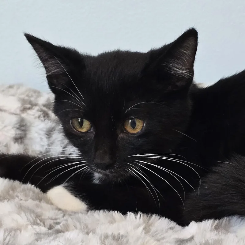 A baby medium-sized male Tuxedo cat named Benny for adoption in Wadsworth, OH