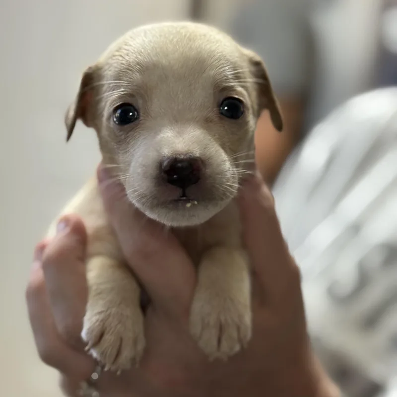 A baby medium-sized male Yellow / Tan / Blond / Fawn Mixed Breed dog named Glazed for adoption in Columbia, SC