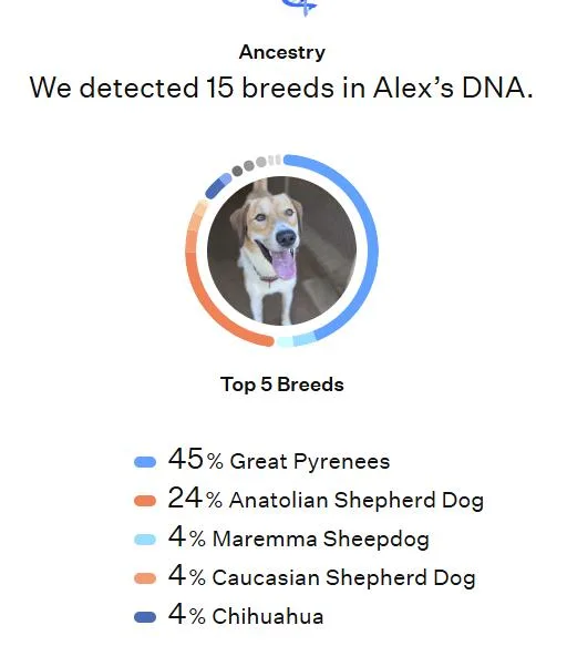 A young large-sized male White / Cream Great Pyrenees dog named Alexander for adoption in Richmond, VA