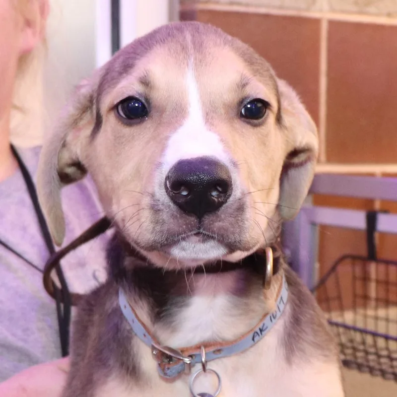 A baby small-sized male Mixed Breed dog named Oreo for adoption in Port Washington, NY