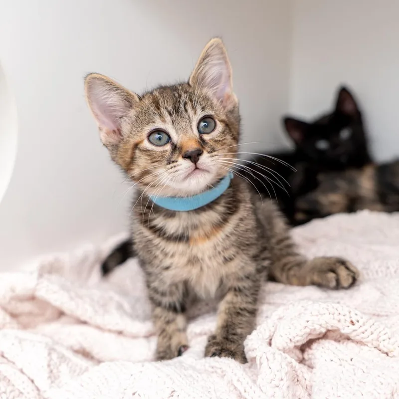 A baby small-sized female Brown / Chocolate Domestic Short Hair cat named Brisk for adoption in New York, NY