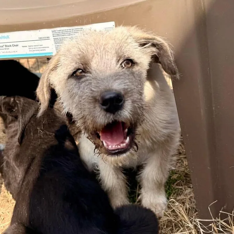 A young medium-sized female White / Cream Mixed Breed dog named Willa for adoption in Oxford, ME