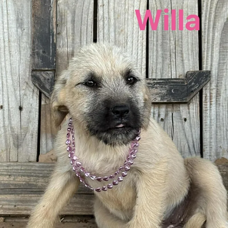 Willa thumbnail 5