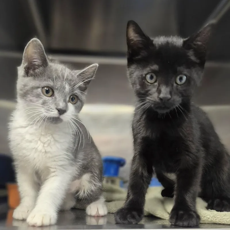 A baby small-sized male Black Domestic Short Hair cat named Tiny Dancer for adoption in Newark, NJ