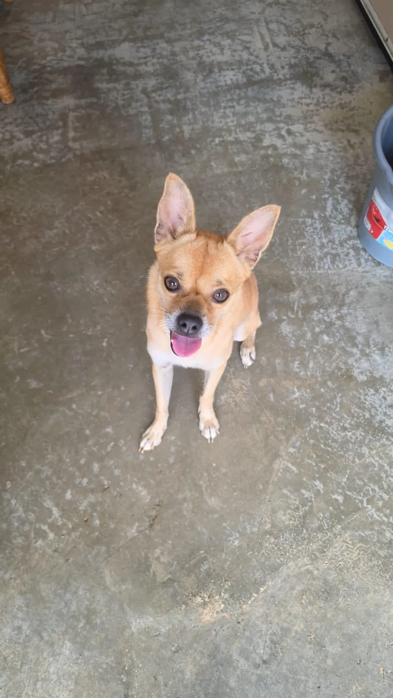 A young medium-sized male Apricot / Beige Chihuahua dog named Chicken Nugget for adoption in New York, NY