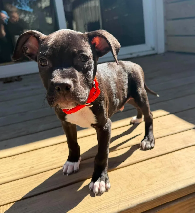 A baby medium-sized male Mixed Breed dog named Lucas for adoption in Berwick, ME